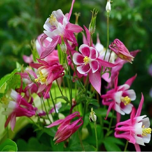 Pink White Aquilegia Flower Seeds