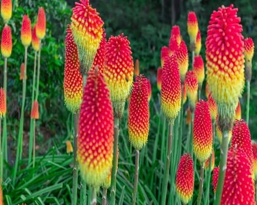 Red Kniphia Uvaria Flowers Seeds