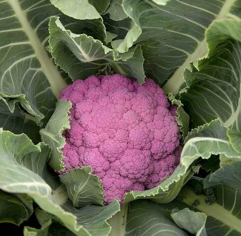 Purple Broccoli vegetable seeds for Home Gardening, Natural Farm Fresh Gardening Choice for kitchen garden planting