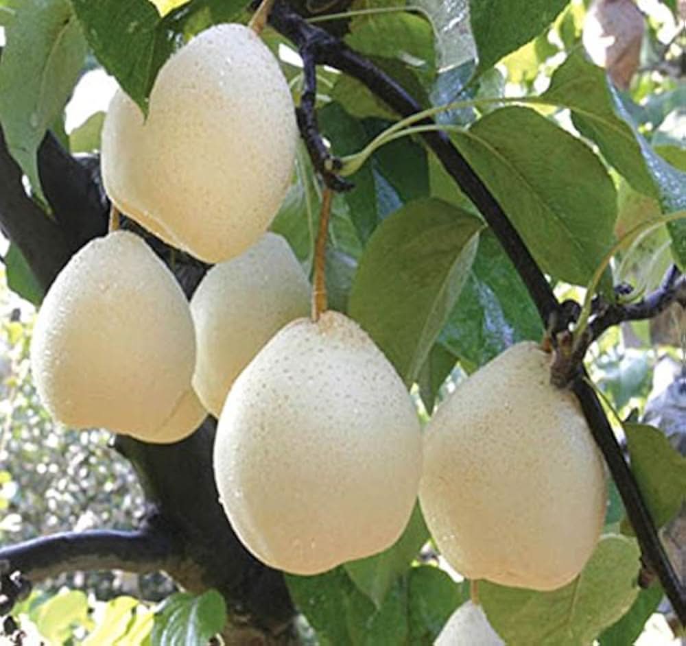 White Chojubai Plant Rare And Beautiful Fruit Your Fruit Seeds