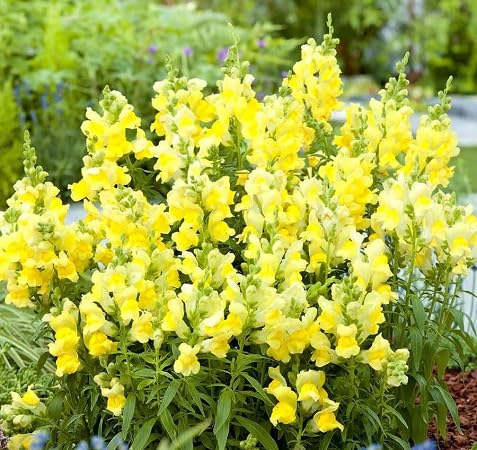 Yellow Antirrhinum majus Flower Seeds