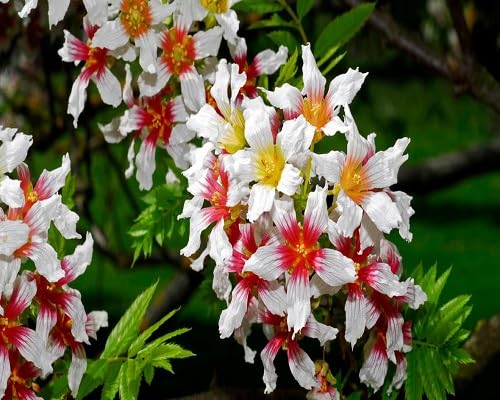 Pink Xanthoceras Flower Seeds