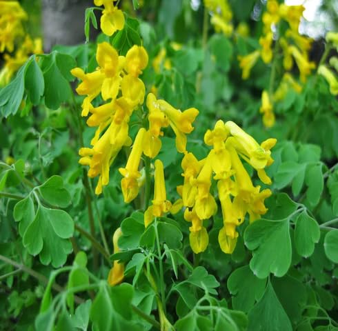 Yellow Corydalis Flower Seeds