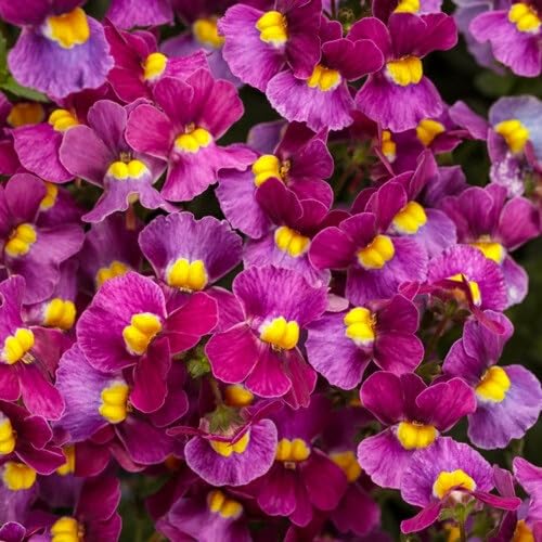Pink Namesia Flowers Seeds