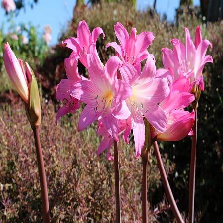 pink amaryllis flower seeds