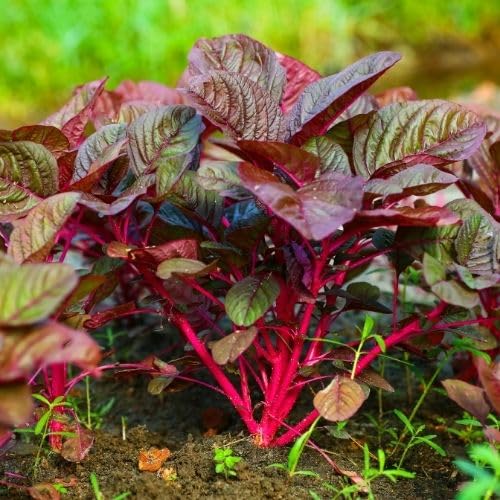 Purple Spinach vegetable seeds - Heirloom, Organic, Non Gmo Garden Seeds for kitchen garden planting