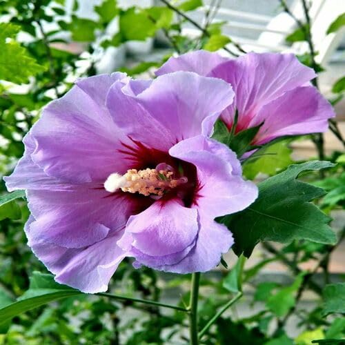 Lavender Hibiscus Flower Seeds