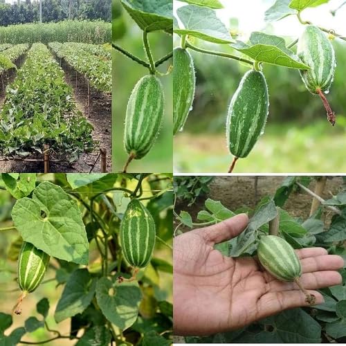 Green Parwal vegetable seeds - Heirloom, Organic, Non Gmo Garden Seeds for kitchen garden planting