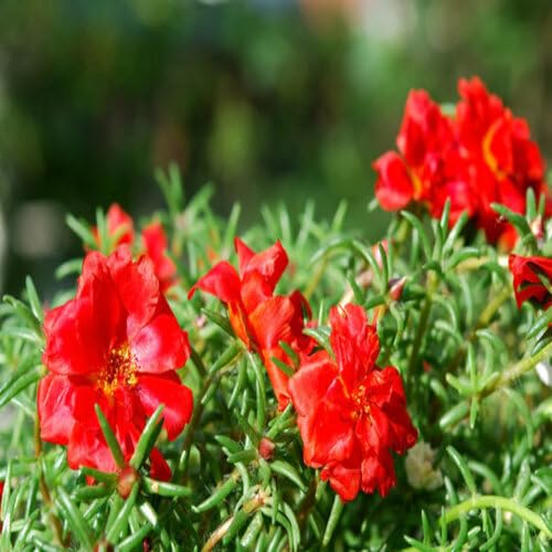 Red Portulaca Flower Seeds
