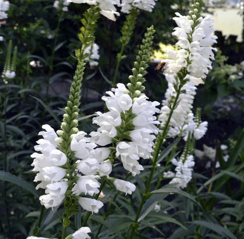 White Physostegia Virginiana Flower Seeds