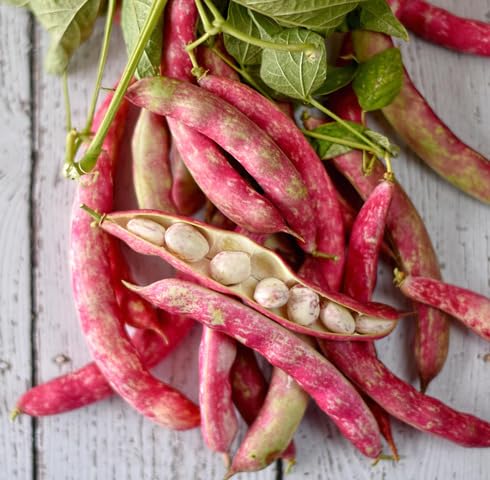 Red Beans vegetable seeds vegetable seeds for Home Gardening, Easy Grow Farm Fresh Produce for kitchen garden planting