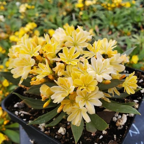 Yellow Lewisia Flower Seeds