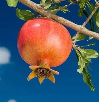 Orange Pomegranate Juicy Classic Tart Fruit Seeds