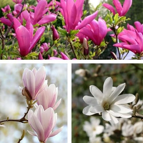Magnolia Flower Seeds