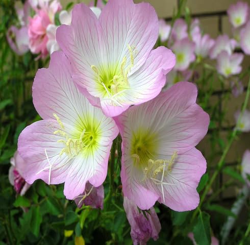 Pink Oenothera Rosea Flower Seeds