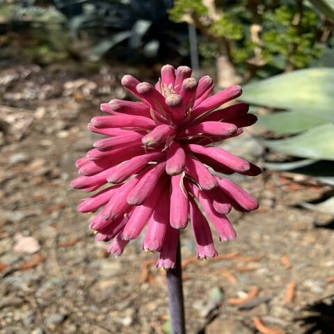 Pink Kniphia Flower Seeds