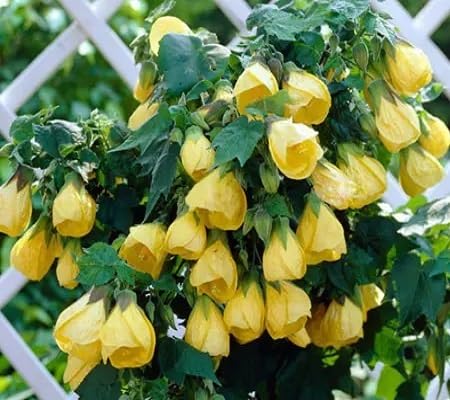 Yellow Abutilon Flower Seeds