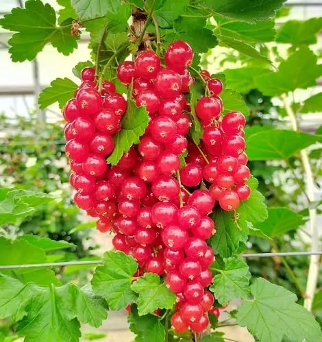 Red Grosella Fruit Seeds