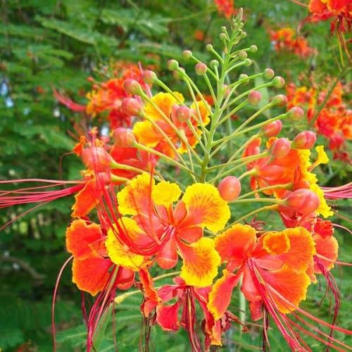 Red Yellow Caesalpinia Flower Seeds