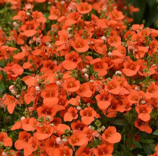 Orange Cress Flower Seeds