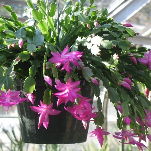 Purple Schlumbergera Flower Seeds