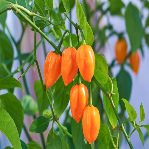 Orange Chili Habanero vegetable seeds - Heirloom, Organic, Non Gmo Garden Seeds for kitchen garden planting