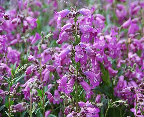 Purple Penstemon Flower Seeds