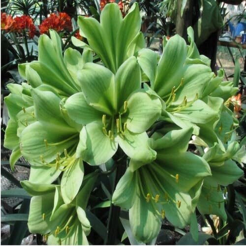 Green Clivia Flower Seeds