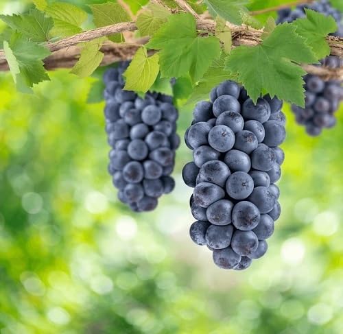 Black Grape Fruits . Fruit Seeds organic garden seeds