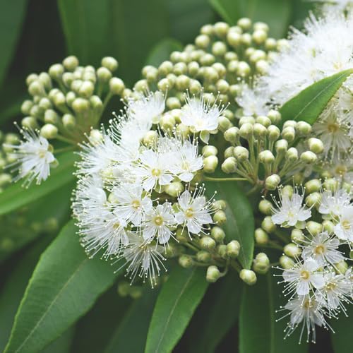 white lemon myrtle flower