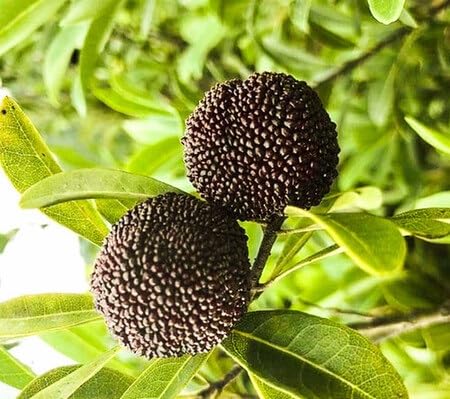 Black Waxberry fruit seeds for organic garden planting