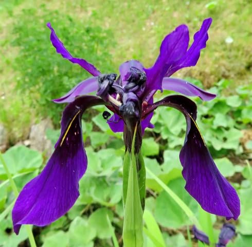 Violet chrysographes Flower Seeds