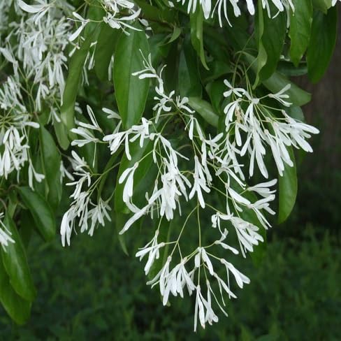 Chionanthus Flower Seeds