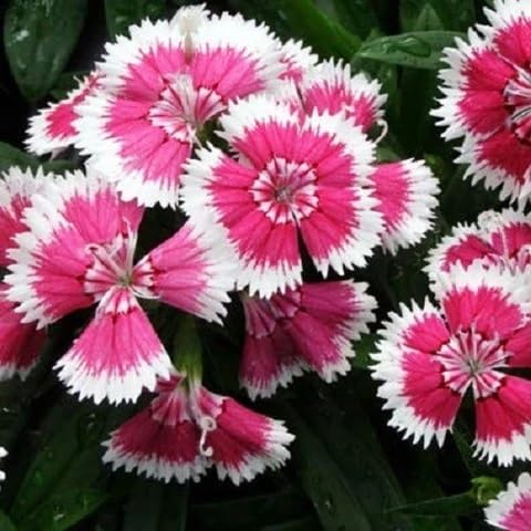 Pink Dianthus Flowers Seeds