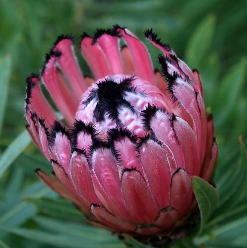Pink Black Protea Flower Seeds
