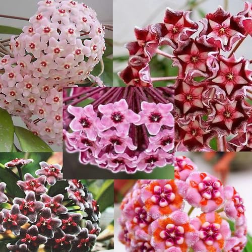 Mixed Hoya carnosa Flower Seeds