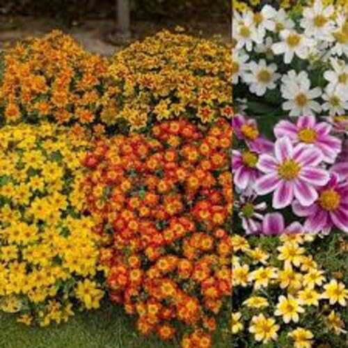 Mixed Bellis Perennis Tasso Flower Seeds