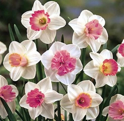 Pink White Daffodils Flower Seeds