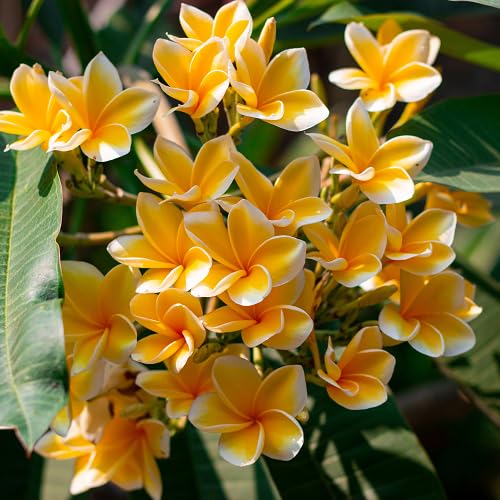 Orange Plumeria alba Flower Seeds
