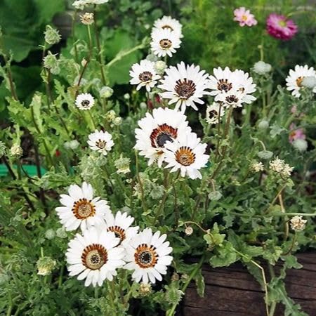 White Arctotis fastuosa Flower Seeds