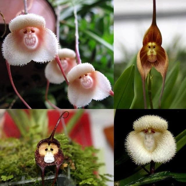 mixed monkeyface orchid flower