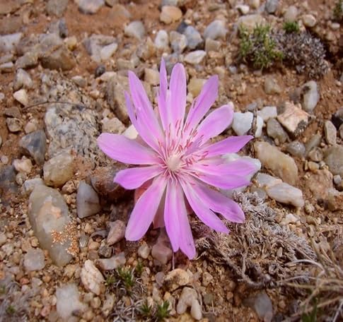 Rediviva Flower Seeds