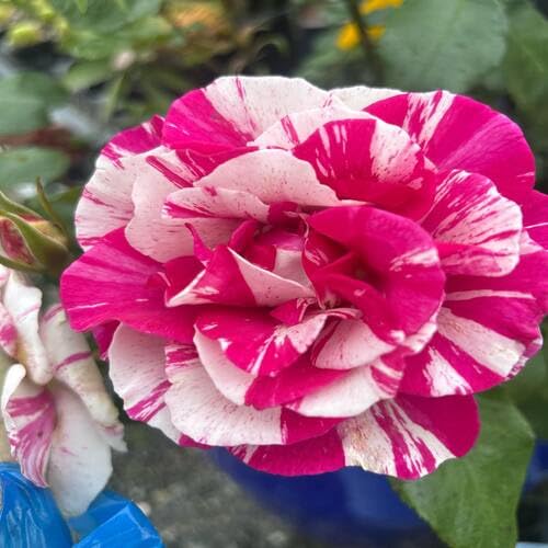 Osiria Rose Flower Seeds