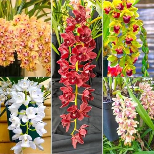 Mixed Climbing cymbidium Flower Seeds