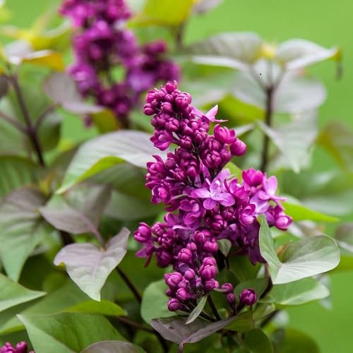 Syringa Flower Seeds