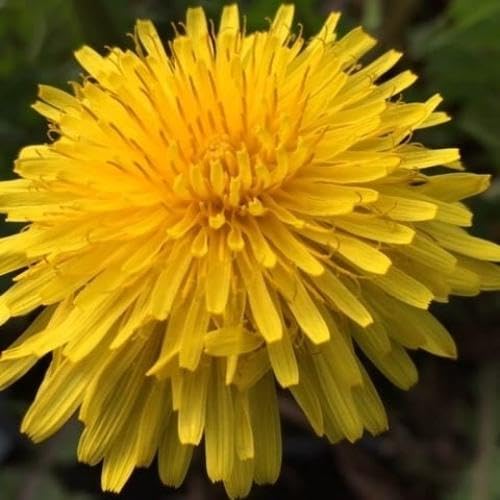 Yellow Dandelion Flowers Seeds