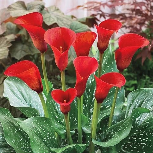 Red Calla Lily Flower Seeds