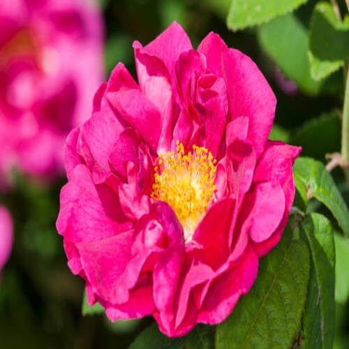 pink gallica flower seeds