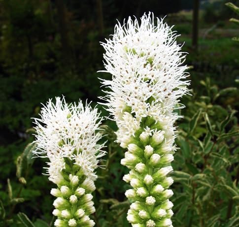 liac Flower Seeds