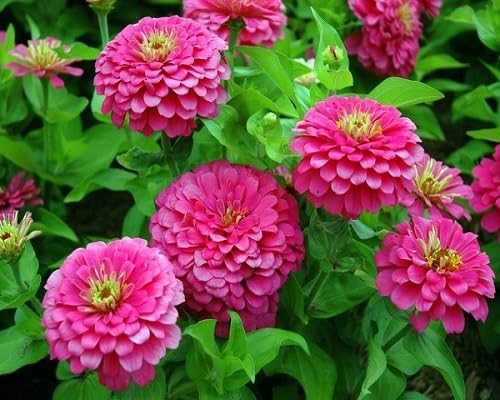 Pink Bonsai Zinnia Flowers Seeds